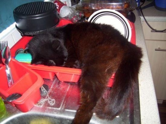 This is one way to get out of doing the dishes.
