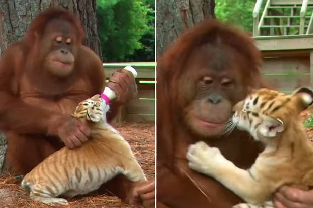 Orangutan nurses baby tigers