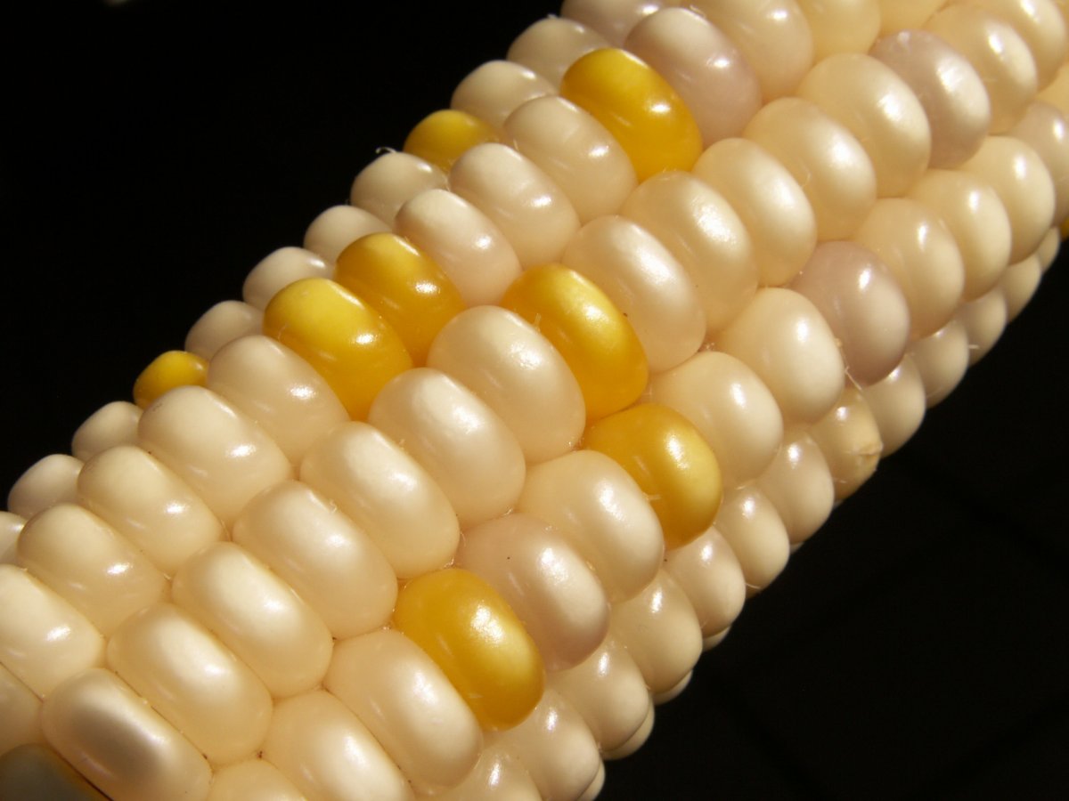 Unlike sweet corn, Glass Gem corn isn't generally eaten off the cob. 