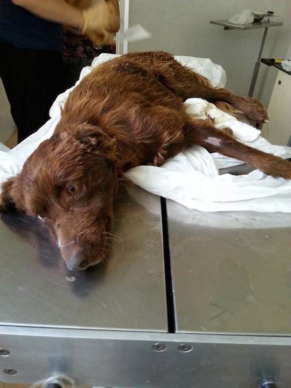 He was then rushed to the vet, where it was discovered that his hind legs may be paralyzed due to an unknown trauma.