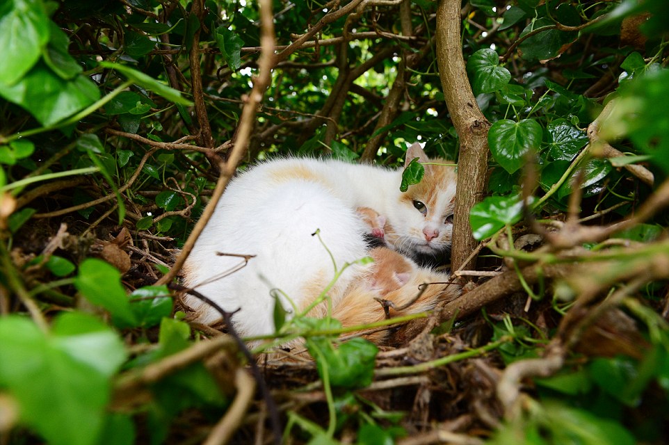 High-end home: The four newborn kittens are pictured in a tree cuddling up to their ginger and white mother with their eyes yet to open 