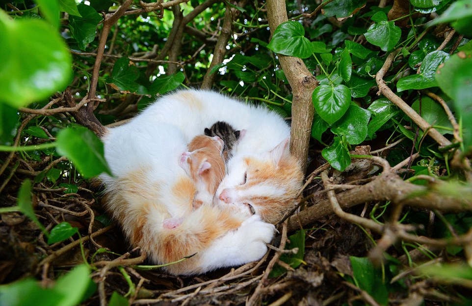 Nesting in: A stray cat gave birth to four kittens in a bird's nest in Ireland. The bizarre sight was discovered by pet shop owner Henry McGauley