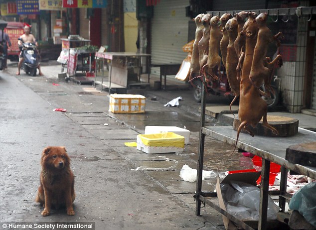 Horrendous: The smell at a slaughterhouse just outside Dongkou (pictured) - where the internal organs of cats and dogs littered the floor - was 'offensive'