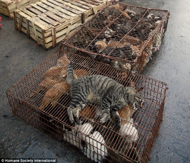 Inhumane: The investigation carried out by Humane Society International (HSI) found cats and dogs are still being brought to the city in wire cages which are so small some animals (pictured) die on the journey