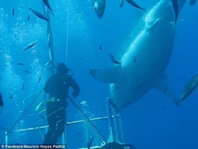 Travel: Divers and shark enthusiasts from across the world travel to Guadalupe to view great whites in the island's water