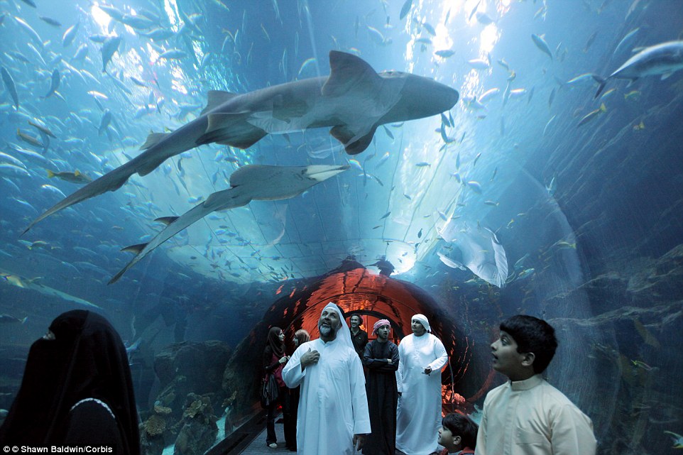 In the middle of the Dubai Mall is an impressive shark tank tunnel, which is part of the Dubai Aquarium and Underwater Zoo