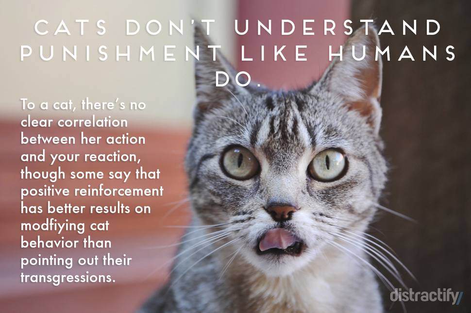 11個「貓咪行為大解析」證明大多數人對貓咪的理解都是錯的...貓咪其實比狗狗還會溝通！