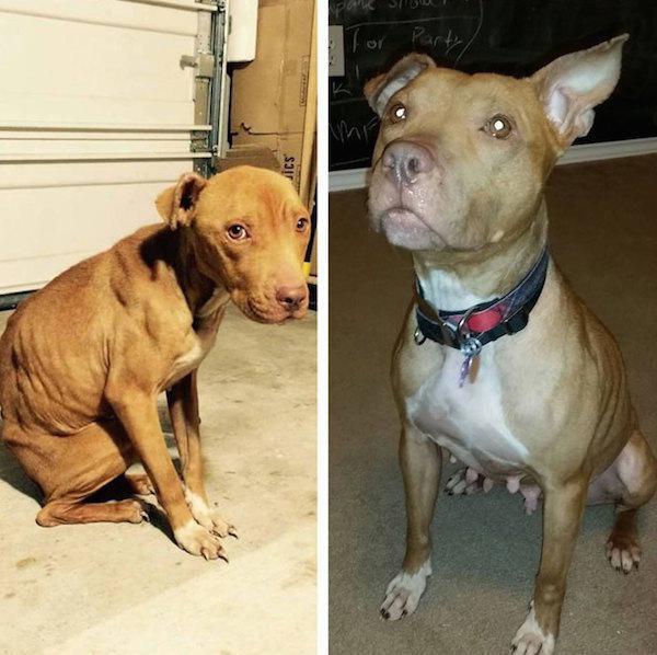 before and after pics of adopted dogs 5 Animal expressions before and after they were adopted (27 Photos)