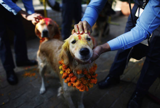 Special garlands and delicious treats are given to dogs as a sign of respect for their loyalty and connection with humans.