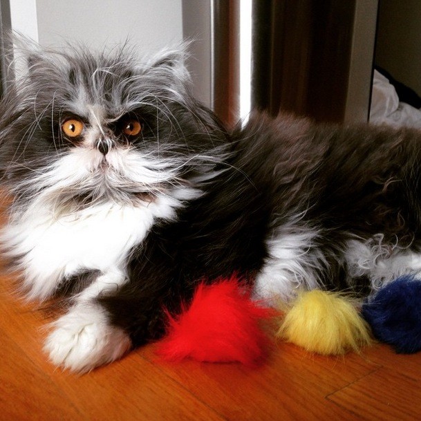 He lives in Quebec, Canada, with his two humans, their two children, and three cat siblings.