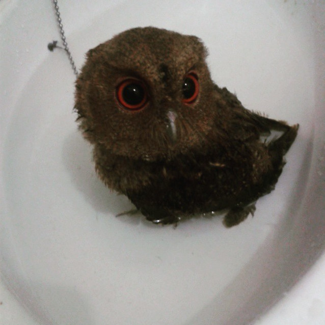 Owl baths &gt; bird baths