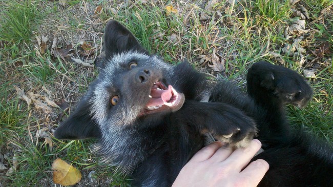 Foxes love a good belly rub, too!