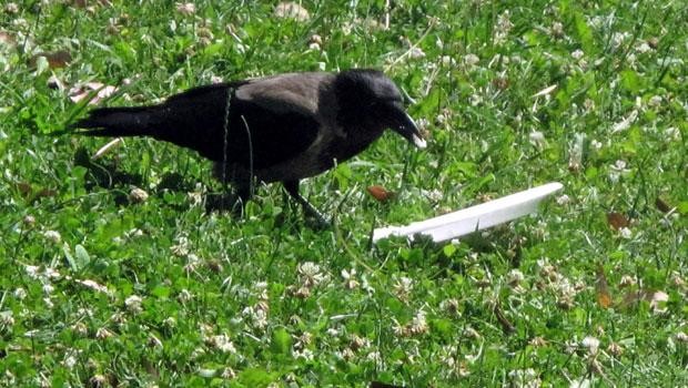 This crow happened upon a plate while searching for a snack. There was some rice left over, so the hungry bird decided to check it out.