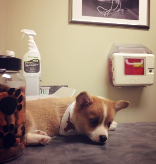 "All these humans walkin&#39; around in white coats have got me feelin&#39; a lil&#39; nervous, mom."