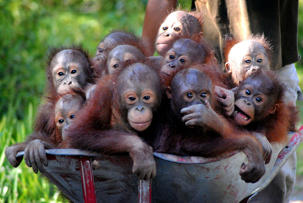 These kids grew up in captivity before they were rescued.