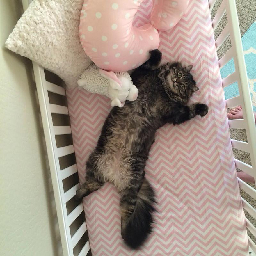 funny-cat-sleeps-baby-crib-finny-zoe-3
