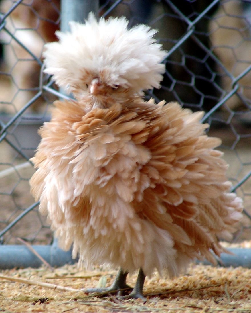 All the other chickens can't hold a candle to her looks.