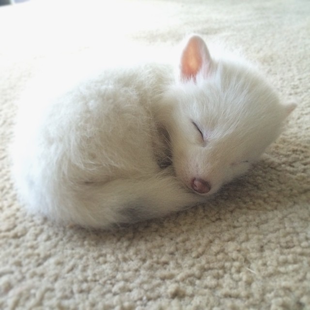 white-fox-cub-rylai-15