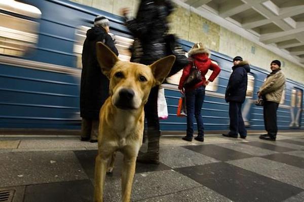 There are nearly 35,000 stray dogs that claim Moscow as their home. Among those 35,000 are an elite bunch of 500 that reside amongst the passengers of the confusing subway system below the streets.
