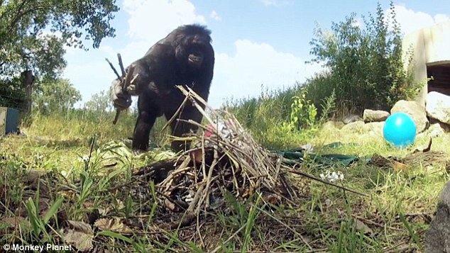 Bonobos like Kanzi have also learned how to build a fire and light it using matches, as shown above