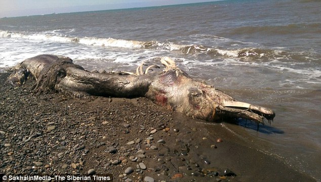 Washed ashore: The creature appears to have been ripped apart by predators, leaving its bones exposed