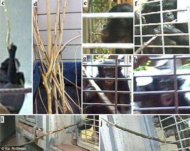 The researchers saw bonobos biting long branches to create spear-like tools that they used to jab at the scientists, who may have been perceived as a threat. The images above show how a female bonobo bit the end of the branches to sharpen the end and then brandished them outside of their enclosure