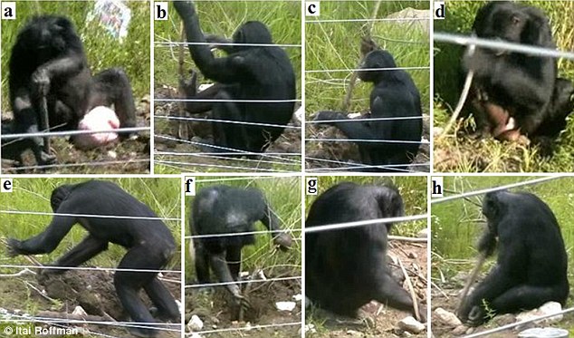 The bonobos used sticks to dig out food hidden under the ground and lever large rocks out of the way, as shown in the sequence of images above. Scientists say their use of tools resembles that of early stone-age technology used by our early human ancestors and may reveal how humans first began using tools