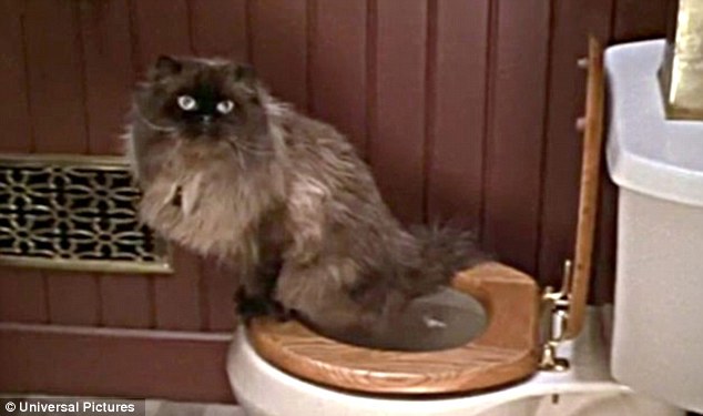 Jinxy cat: The footage is reminiscent of how Robert de Niro’s pampered cat Jinxy, pictured, used an actual toilet instead of a litter box in the hilarious film Meet the Parents