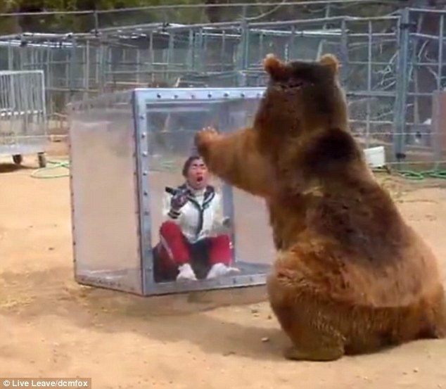 The woman films the bear on a hand-held camera as it sits down and shakes the cube with its two paws