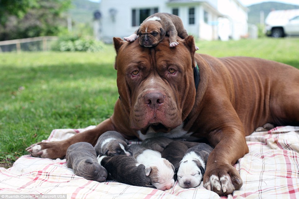 Gentle giant: Hulk, the world's biggest pitbull, is seen cuddled up to his six-day-old puppies in this heartwarming photo