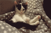 cat animated GIF 