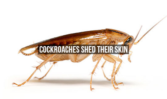 10+Cool+Facts+About+Cockroaches