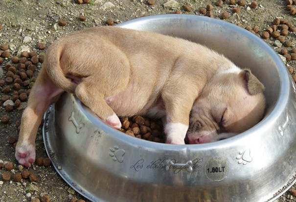 Puppy Is Sleeping In His Bowl