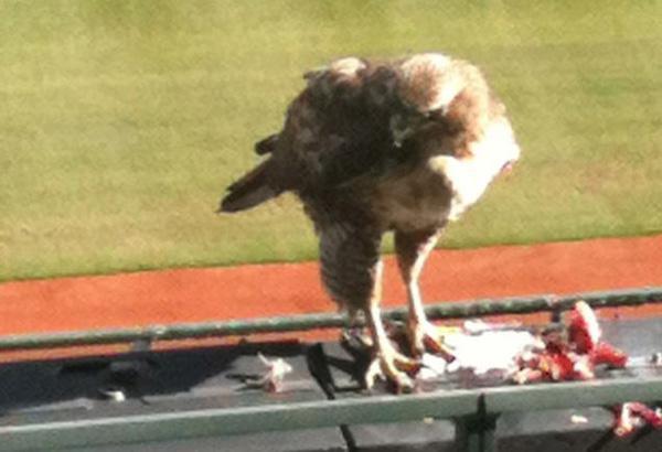 In 2012 a red tailed hawk took residence in AT&T park in San Francisco. This stadium is known for having lots of annoying seagulls but when the hawk was there, the problem wasn’t so bad. The hawk was given the name Bruce Lee because it scared away the seagulls.