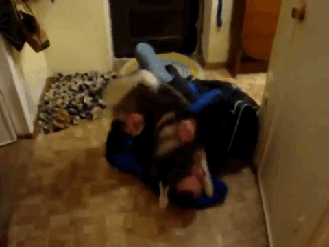 This Husky Reacted In The Best Way After Seeing Its Owner Returning From A Six Week Trip