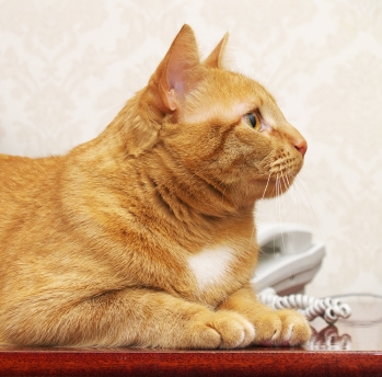 cat-with-telephone
