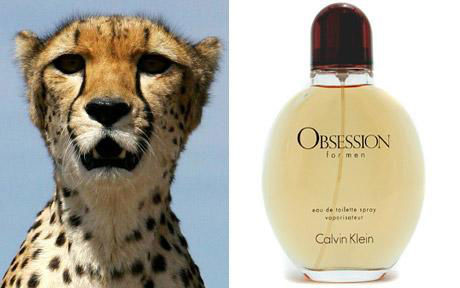 Scientists use Calvin Klein's Obsession perfume to attack cheetahs, lions, and tigers in the wild. So if you're wearing it, watch out!