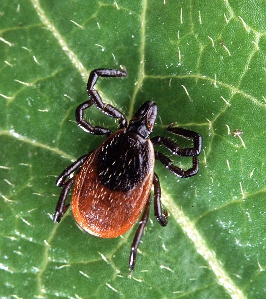 Lyme is spread via deer ticks, and it's caused by the <em>Borelia </em>bacteria.
