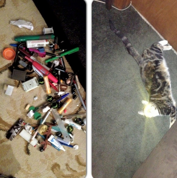 If you're ever curious where your cat is hoarding your things, always check under the couch.