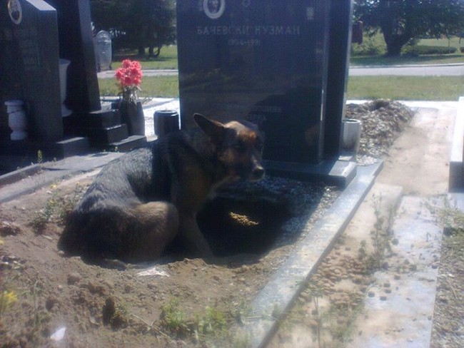 She was photographed curled up in this hole she dug at a gravesite.