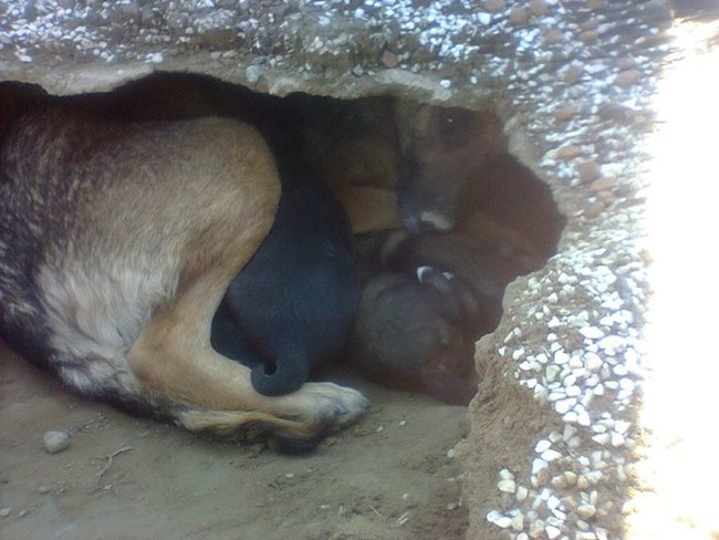 But after investigation, people discovered she had simply found a safe place to protect her puppies.