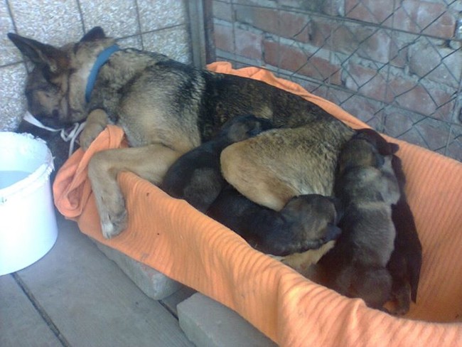 An animal rescue crew brought the mama and her babies to safety.