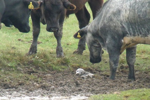 A baby seal had to be rescued from a field full of cows after getting stuck in a puddle.