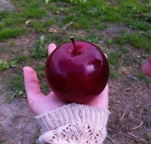This perfect apple.