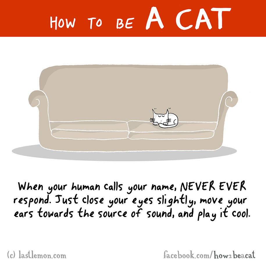 funny-illustration-guide-how-to-be-cat-lisa-swerling-ralph-lazar-2