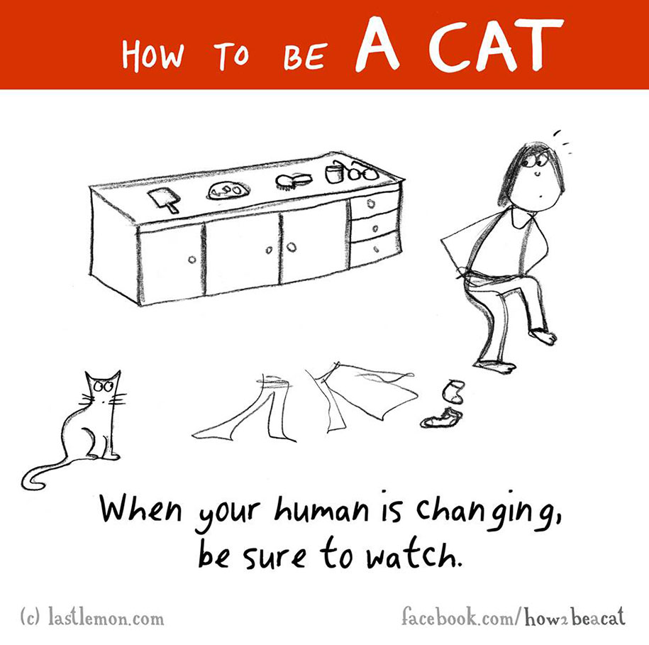 funny-illustration-guide-how-to-be-cat-lisa-swerling-ralph-lazar-8