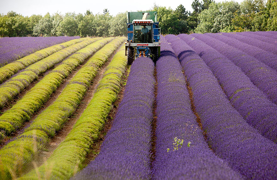 lavender-fields-harvesting-8