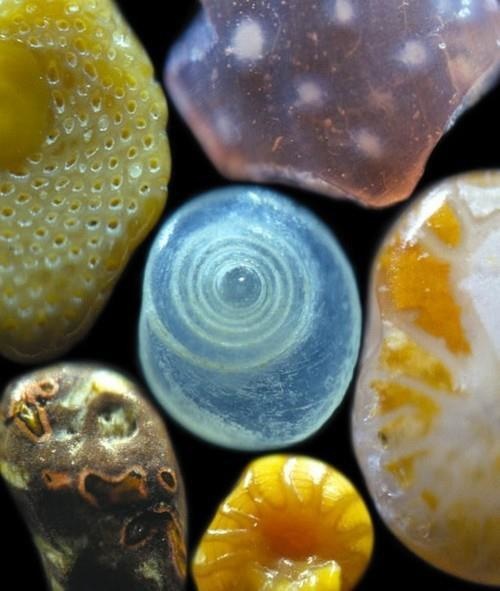 It looks like a killer shell collection, and in a way, it kind of is: These are microscopic images of granules of sand.