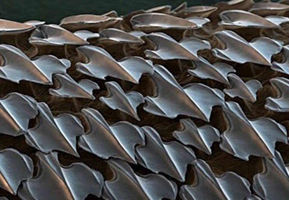 A shark's skin appears smooth, but here's what it looks like close up.