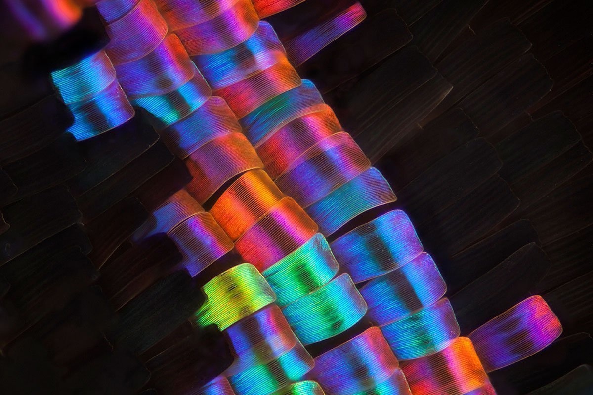 Butterfly wings are still beautiful when viewed under a microscope.